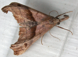 Dark-spotted Palthis